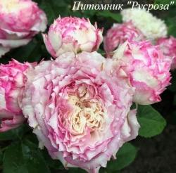 COUNTRY SPIRIT LADY (Кантри Спирит Леди)