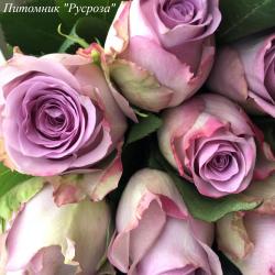 DANCING CLOUDS (Дэнсин Клаудс)