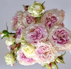 DOLCE SUMMERHOUSE (Дольче Самэхаус)