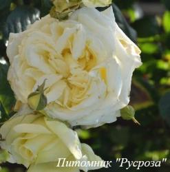 ELFE (TANELFE) (Эльфе)