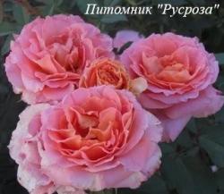 FEDRA (BARFED) (Федра)