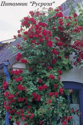 FLAMMENTANZ (DUITSLAND) (Фламментанц)