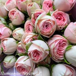 GRANDMAS GARDEN KATY (Грандмас Гаден Кэти)