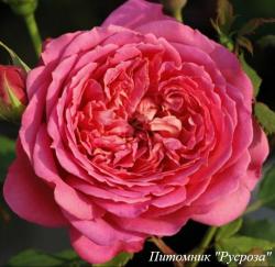 JUBILEE CELEBRATION (Джубиле Селебрэйшн)