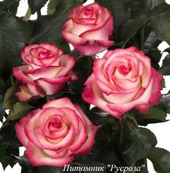 PALOMA (TAN08051) (Палома)