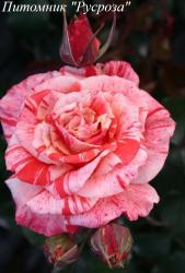 PHILATELIE (Филэтлей)