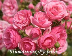 POMPONELLA (Помпонелла)