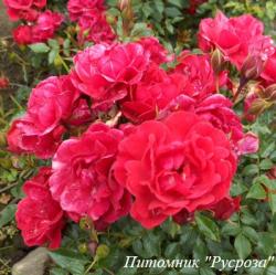 RASPBERRY ROYALE (Разбери Ройэль)