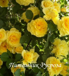 RIMOSA (Римоза)