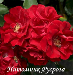 ROTER KORSAR (RED CORSAIR) (Роте Корсар)