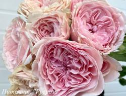 SENLITSU (Сенлицу)