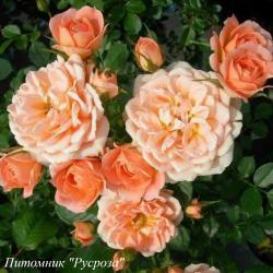 SUNSET MEMORY (Сансет Мемори)