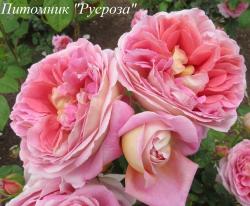 THE ENDEAVOUR (Зе Индевор)