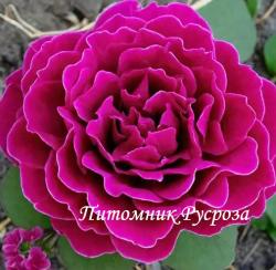 VAGUELETTE (Вэглетт)