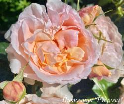 WINDERMERE (AUSHOMER) (Уиндермир)