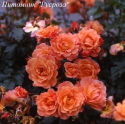 WESTERLAND (Вестерланд)