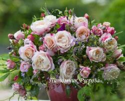 ZELMANIS DREAM (KORPHIESO) (Зельманис Дрим)