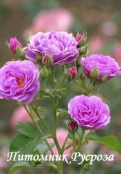 MINERVA (Минерва)