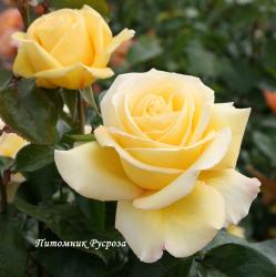 AVEC AMOUR (Эвек Амур)