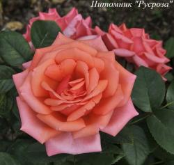 BERMUDA (INTERPLANT 2006) (Бермуда)