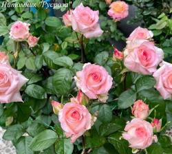 BOULEVARD (Булевад)