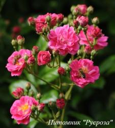 BREWOOD BELL (Брууд Белл)