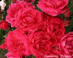 BRIDGE OF ROMANCE (Бридж Оф Романс)