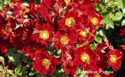 BIENENWEIDE ROT (Бинэнвайде Рот)