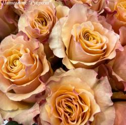 CARPE DIEM (Кап Дием)