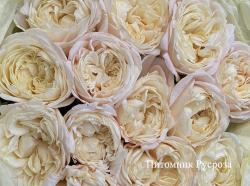 CHIFFON (Шифон)