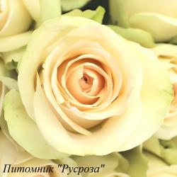 CLEAR OCEAN (Клир Оушэн)