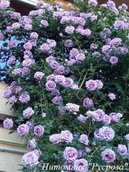 CLIMBING GARDEN BEAUTIES BLUE (Клаймин Гаден Бьютис Блю)