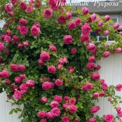 CLIMBING GARDEN BEAUTIES PINK (Клаймин Гаден Бьютис Пинк)