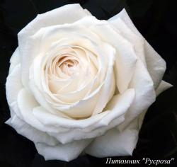 CREMET DANJOU (Креме Данжу)