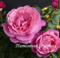 DESIREE (TAN10898) (Дезире)