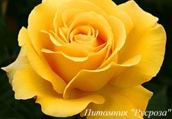 DORIANA (Дориана)