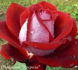 DYNAMITE ЧГ (Динамит)