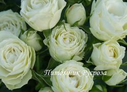 ESCIMO FLOWER CIRCUS (Эскимо Флауэ Сёкэс)