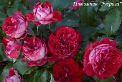 GARNET BRACELET (Ганет Брэслет)