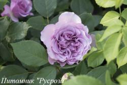 H21-109 VIOLET (Аш 21-108 Вайолет)