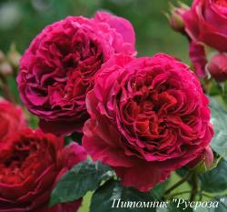 HEATHCLIFF (Хитклифф)