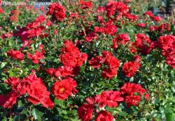 HORIZONT (NOACK) (Горизонт)