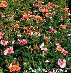 JOJO PEACH (NOA813219) (Джоджо Пич)