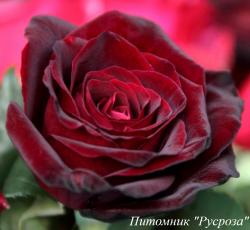 КАЗАХСТАНСКАЯ ЮБИЛЕЙНАЯ (Kazakhstanskaja Jubilejnaja)