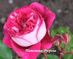 MAXIM (Максим)