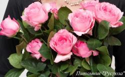 MAYRA'S PINK (Мэйрас Пинк)