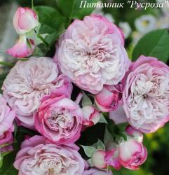 PARIS (KIMURA) (Пари)