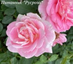 PINK ICE (MAZURKA) (Пинк Айс)