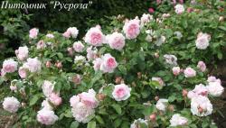 REDOUTE (AUSPALE) (Редуте)