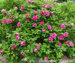 ROSA RUGOSA RED (Роза Ругоза Ред)